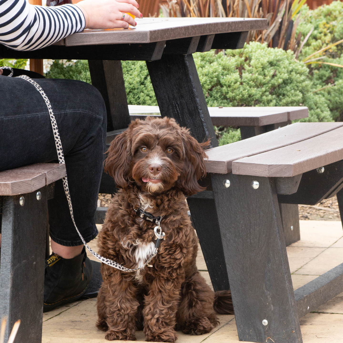 Your local dog friendly pub in Chorley